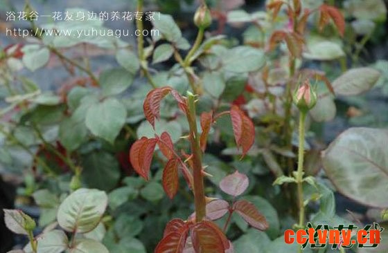 月季怎么打顶(图)