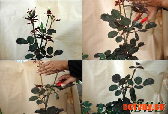 月季怎么打顶(图)