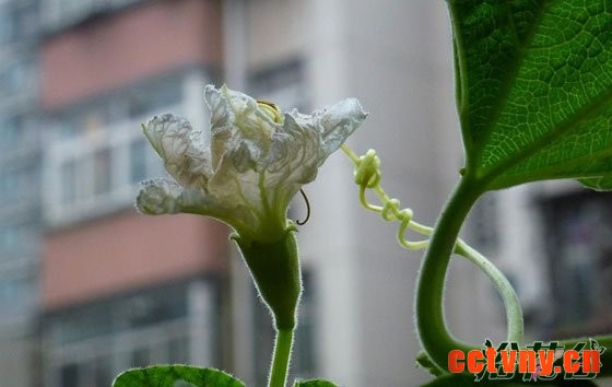 葫芦只开雄花的解决方法