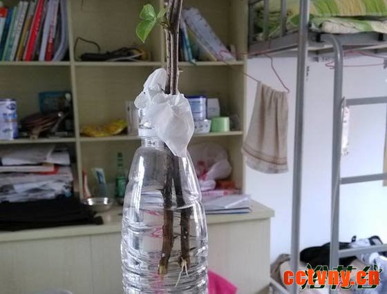 三角梅可以水培吗