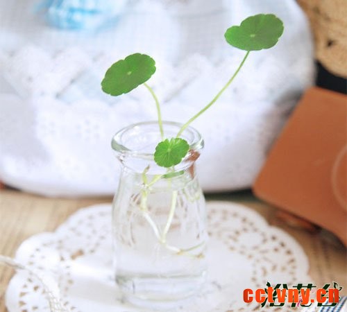 铜钱草怎么水培