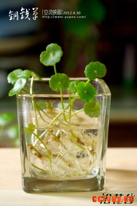 铜钱草怎么水培