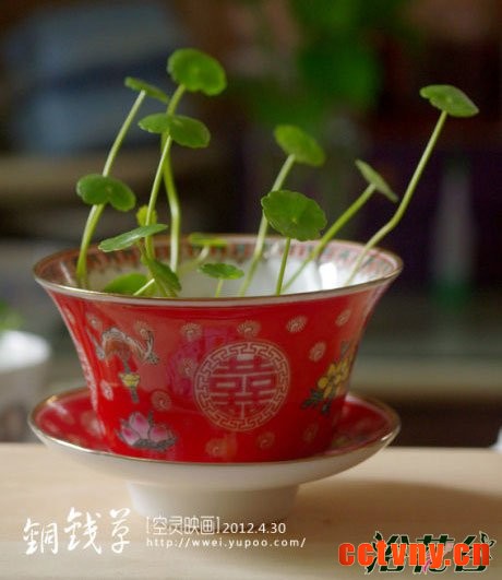 铜钱草怎么水培