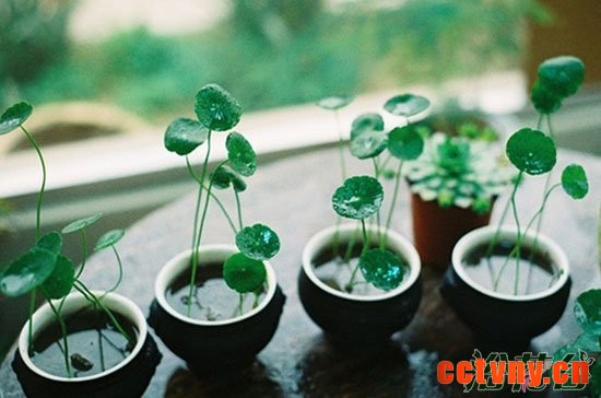 铜钱草怎么水培