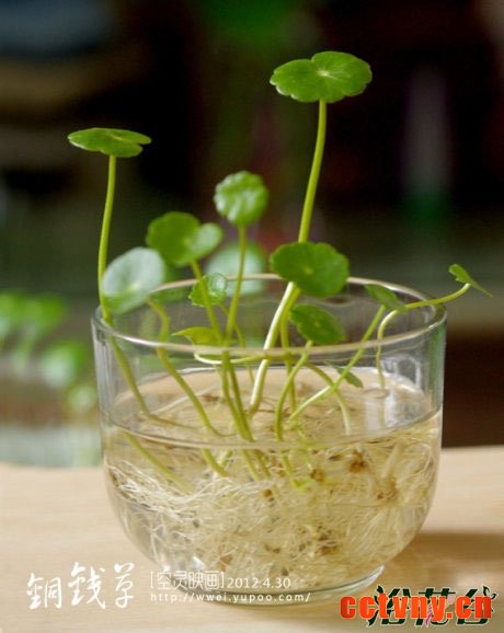 铜钱草怎么水培