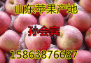 红星苹果产地价格15863876687 (46播放)