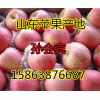 15863876687今日红星苹果最新批发价格