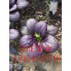 紫油菜种子，紫色油菜种子