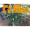 贵州川早2号核桃苗种植技术，贵州川早2号核桃苗批发