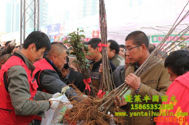 烟台苗木会3_副本